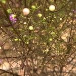 Agalinis tenuifolia Blatt