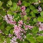 Syringa pubescens Blomma