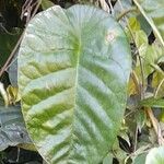 Macropharynx peltata Leaf