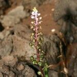 Scilla haemorrhoidalis عادت