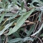 Helichrysum globosum Folio