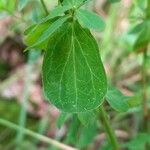 Hypericum perforatum ᱥᱟᱠᱟᱢ