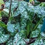 Pulmonaria officinalis Habitus