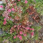 Sempervivum arachnoideum Habit