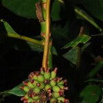 Psychotria arnoldiana Fruit