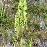 Blechnum spicant Blad