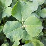 Medicago polymorpha Leaf