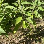 Solanum mauritianum ᱥᱟᱠᱟᱢ