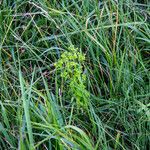 Euphorbia stricta Blomma