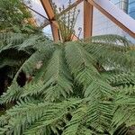 Dicksonia antarctica 整株植物