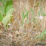 Convolvulus equitans Hábito