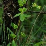Euphorbia dulcis Hábito