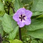 Nicandra physalodes Blüte