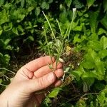 Epilobium lanceolatum Leaf