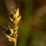 Carex heleonastes Fruit