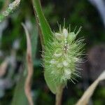 Setaria viridis Fruit