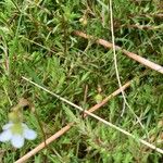 Saxifraga hypnoides Likasa