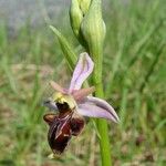Ophrys × nouletii Цветок