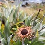 Celmisia coriacea Flor