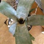 Aechmea fasciata List