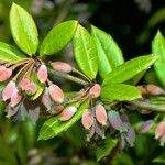 Berberis julianae 果