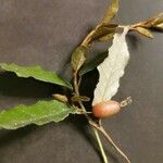 Elaeagnus macrophylla 果実