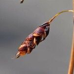 Carex rariflora Ffrwyth