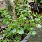 Peperomia pellucidaBlatt