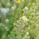 Lepidium campestreFlower