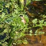 Oenanthe aquatica Habitat