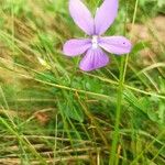 Viola cornuta Flower