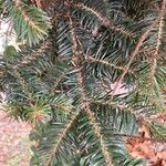 Abies cephalonica برگ