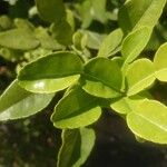 Citrus hystrix Blatt