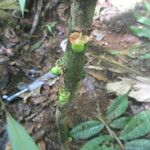 Heisteria macrophylla Fruto