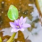 Pontederia vaginalis Квітка