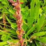 Lipandra polysperma 花