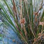Juncus effusus Cvet