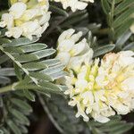 Anthyllis barba-jovis Çiçek