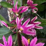 Lythrum junceum Flor