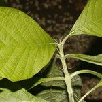 Pittoniotis trichantha Leaf