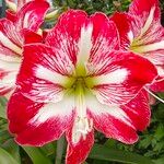 Hippeastrum correienseBlomst