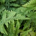 Dryopteris marginalis Leaf