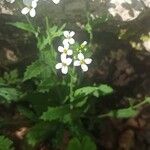 Arabis alpina Çiçek