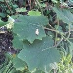 Roldana petasitis Hoja
