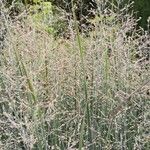 Panicum virgatum Fiore