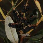 Comarostaphylis arbutoides Fruit