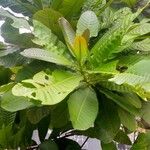 Anacardium excelsum Лист