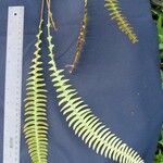 Blechnum polypodioides Kita