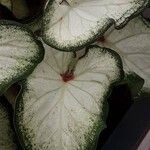 Caladium bicolor Feuille