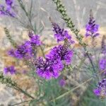 Linaria purpureaFlower